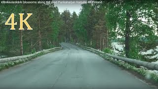 Idänkeulankärki blossoms Punkaharjun Harjutie Kivisilta 4K Finland