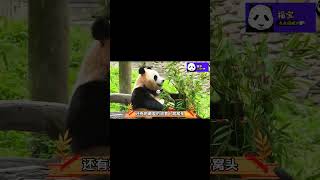 闪亮登场！福猪猪中国首秀惊艳，活力四溢成焦点 #大熊猫福宝 #动物 #panda #熊猫 #animals #国宝 #福宝#shorts