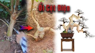 Cách Biến Cây Ổi Cột Điện ngoài vườn thành Cây Bonsai Mini bàn trà đẹp