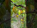 Star fruit tree, Calathea Botanical Garden, Golfito, Costa Rica