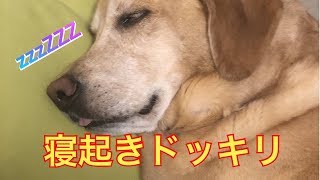 F1レトリバージェイクの寝起きドッキリ/Sleeping dog Jake