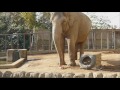 2016.12.21 asian elephant　アジアゾウ　ダンボ（５０歳♀）＆シャンティ（４７歳♀）　冬至のカボチャ　（日本平動物園）