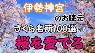 Admire the cherry blossoms at one of the top 100 cherry blossom sites.　さくら名所100選にて桜を愛でる