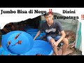 Negara Koi Blitar ‼️ Ikan Koi Bagus Harga Bisa di Nego‼️Pemula Wajib Lihat ‼️