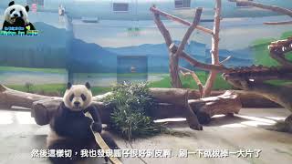 20180512 圓仔早餐的大筍筍有玄機 The Giant Panda Yuan Zai