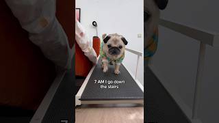 A VERY busy morning in Loulou’s life 😂 (Song by The Holderness Fam) #pug #dog #shorts