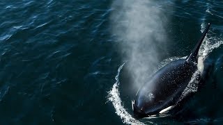 Killer Whales feed on carcass with Humpback Whales chasing them