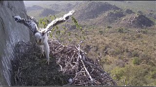 Selati Verreaux Black Eaglet Wingercising At 6.5 Weeks Old! Feeding By Mom! 8.14.23