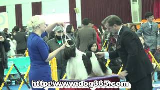 2016.02.20.KKF NAMICHEON DOG SHOW-American Cocker Spaniel