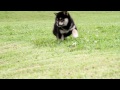 柴犬子犬黒柴雄id：1143　2011.05.6生まれ　2011.06.19撮影 柴犬.net