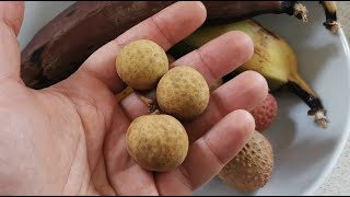 The Dragon-Eye fruit, or Longan (Dimocarpus longan). Fruit review and information on the plant