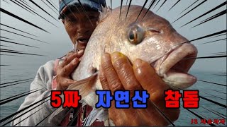 5짜 참돔이 나왔다