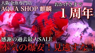 大阪金魚専門店【AQUA SHOP 麒麟】お陰様で１周年！爆裂輸入！爆安の１周年SALE！Monster金魚大量入荷！