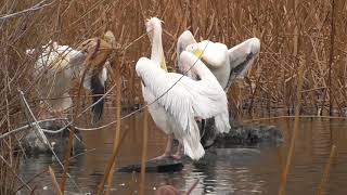 モモイロペリカン White Pelican【上野動物園】