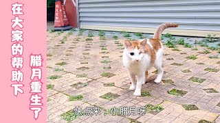 被人伤害致伤的橘猫腊月，越来越可爱，只可惜两只眼睛都看不见