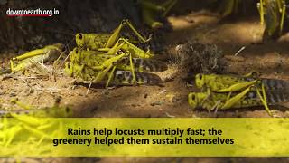 Is the locust attack in India because of climate change?