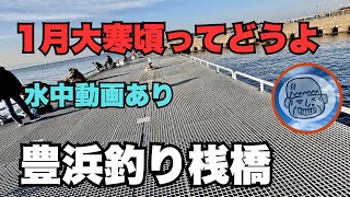 豊浜釣り桟橋　1月の大寒頃ってどうよ！ファミリー初心者向け情報　2025.1.19