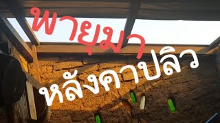 หลังคาบ้านดินปลิว แถมปลวกขึ้นด้วย