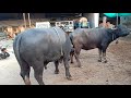 buffalo mating close up and haryana murra pada jabardast scene cow meeting