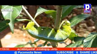 Caterpillar | ചിത്രശലഭപ്പുഴു | ജാലകം