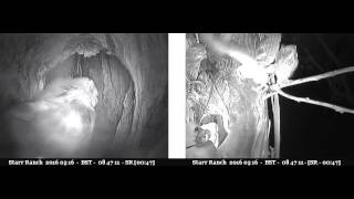 Owlet falls off tree, clattering ladder on way down - Audubon Starr Ranch Barn Owls