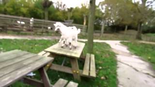 goatlog: Release the goats (2014-10-20+21+23)