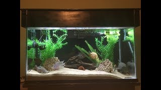 NEW PICKUPS TWO HYBRID CICHLIDS