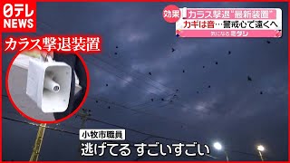 【カラス撃退】カギは「鳴き声」 警戒心で遠くへ…愛知・小牧市