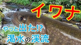 【渇水】底まで丸見えの渓流でイワナを狙います！！