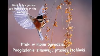 Ptaki z mojego ogródka. Birds in my garden.