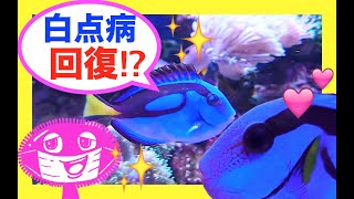 海水魚❗️白点病回復か⁉️愛猫コジロー特技✨ドアを開ける猫😸my marine aquarium MOAMOAちゃんねる