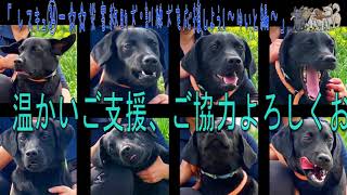 レスキュー㉞☆☆災害救助犬訓練犬を応援しよう！～ゆいと編～