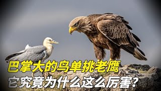 A palm-sized bird takes on an eagle