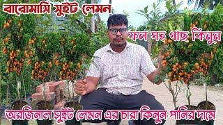 ফল সহ বারোমাসি সুইট লেমন এর চারা কিনুন পানির দামে ফল সহ পিনাট বাটার ও পেস্তা বাদাম পাচ্ছেন আমাদের