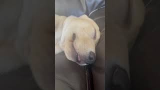 Cutest Puppy Snoozing #shorts
