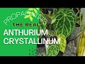 Anthurium CRYSTALLINUM Propagation