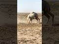 the camel kills itself and commits suicide shorts