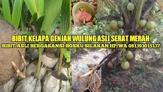 BIBIT KELAPA GENJAH WULUNG BIBIT KELAPA WULUNG HIJAU SERAT MERAH