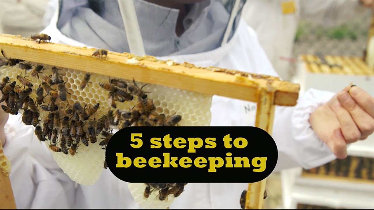 Beginner Beekeeping Course At Melissa Lindstrom Blog