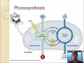 2.9 - Photosynthesis 2