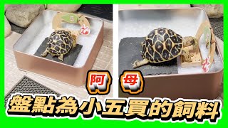 【星龜】印度星龜日常生活336~盤點阿母為小五買的飼料~