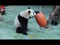 姐姐看到圓寶好開心 乖學生 比no more 馬上下課 寶吃完窩窩頭後啃竹竿 giant panda yuan bao 圆宝 貓熊 大貓熊 大熊貓 台北動物園 taipei zoo 대왕판다 パンダ