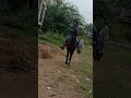 nabha mandi horse riding b