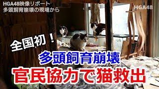 【緊急レポ】全国初！官民協力で多頭飼育崩壊の現場から猫救出