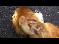 golden lion tamarin twins born at the palm beach zoo