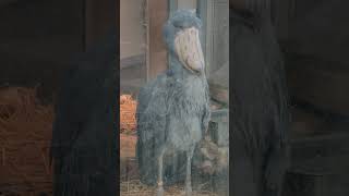 ハトゥーウェ　ハシビロコウ　上野動物園