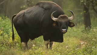 Gaur | Largest Living Cattle