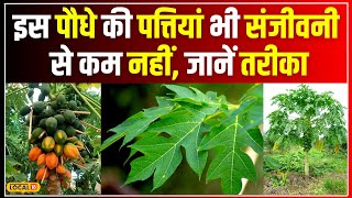 Health Tips: इस पौधे की पत्तियां भी संजीवनी से कम नहीं, जानें तरीका #local18