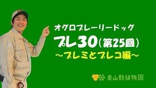 【東山動植物園公式】プレ３０（第25回）～プレミとプレコ編～ 《 オグロプレーリードッグ　プレーリードッグ 》