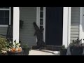 Gator Crawls Up Door of SC Home